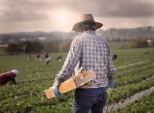 A farm worker on a cow field, and he is wearing a wide-brimmed hat and holding a crate